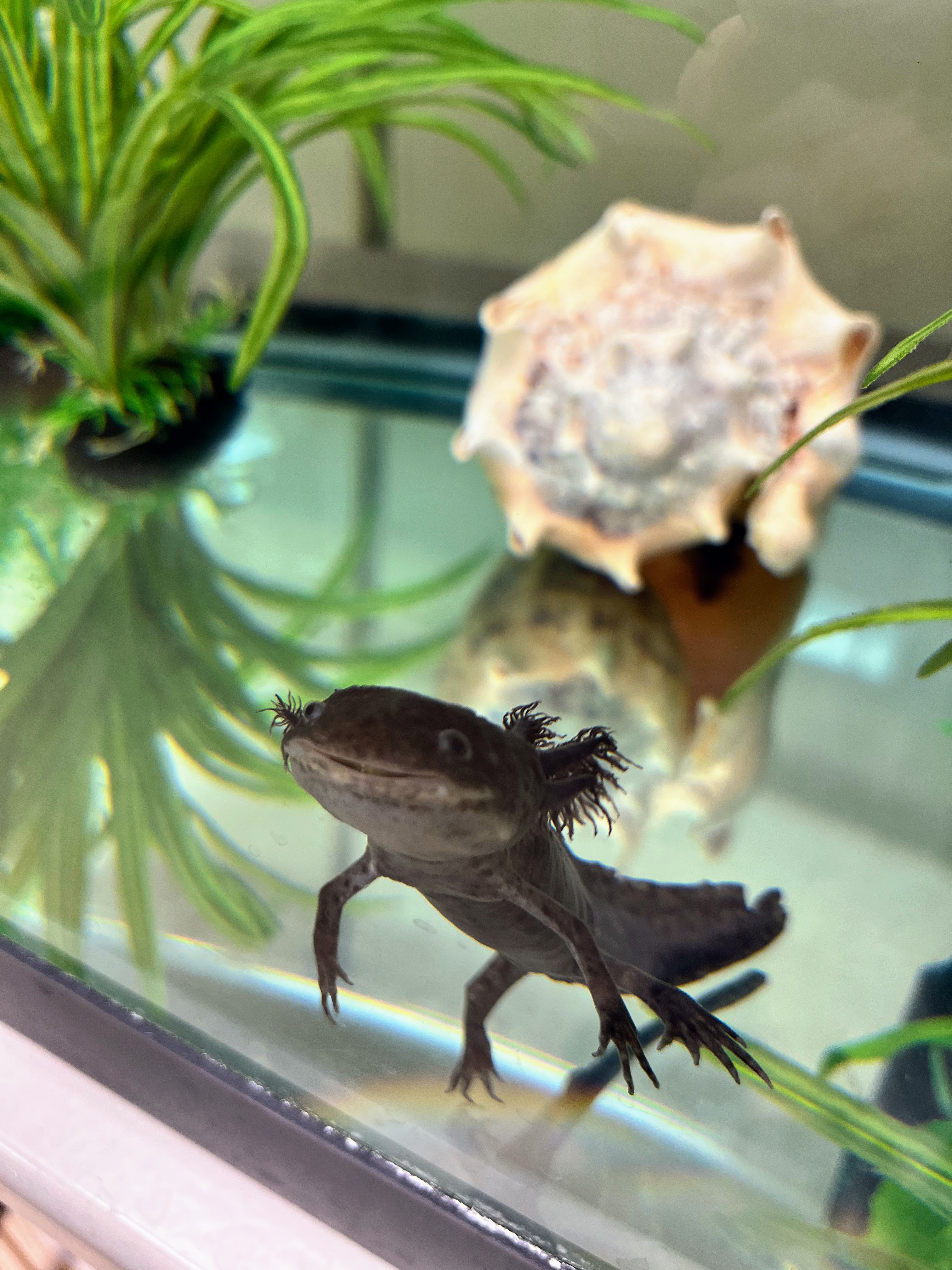 axolotl