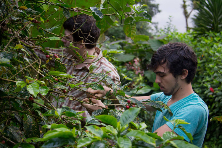 firsthand studs picking nicaragua coffee cherries