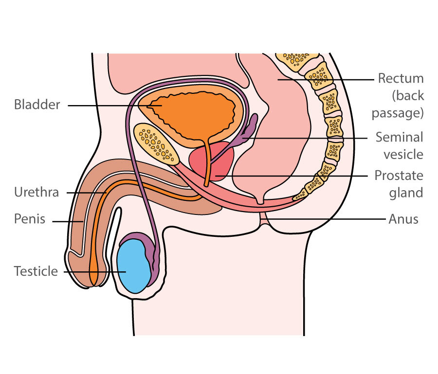 macmillan cancer support | the prostate